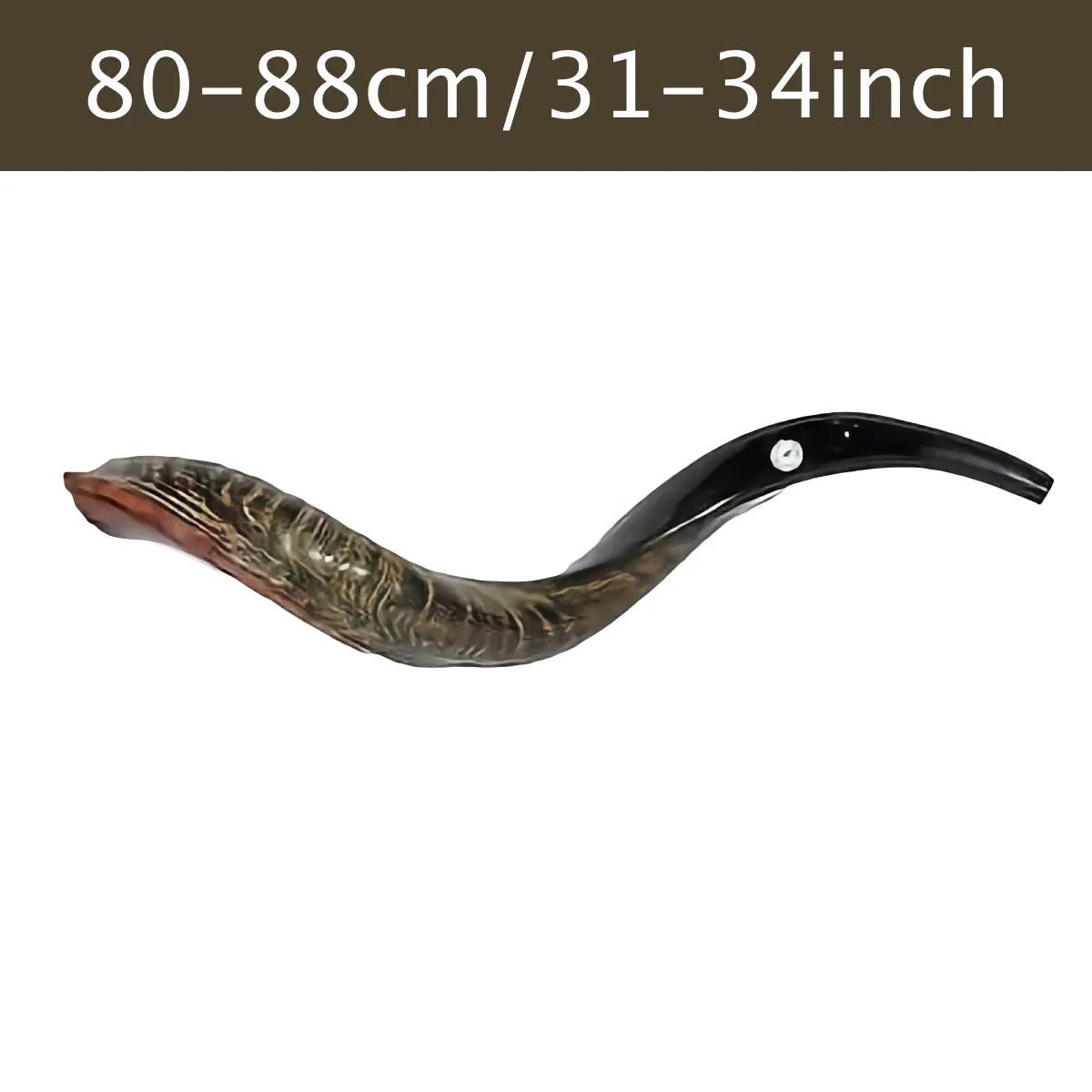 Authentic Yemenite Shofar 31-34 / 80 cm -88 cm